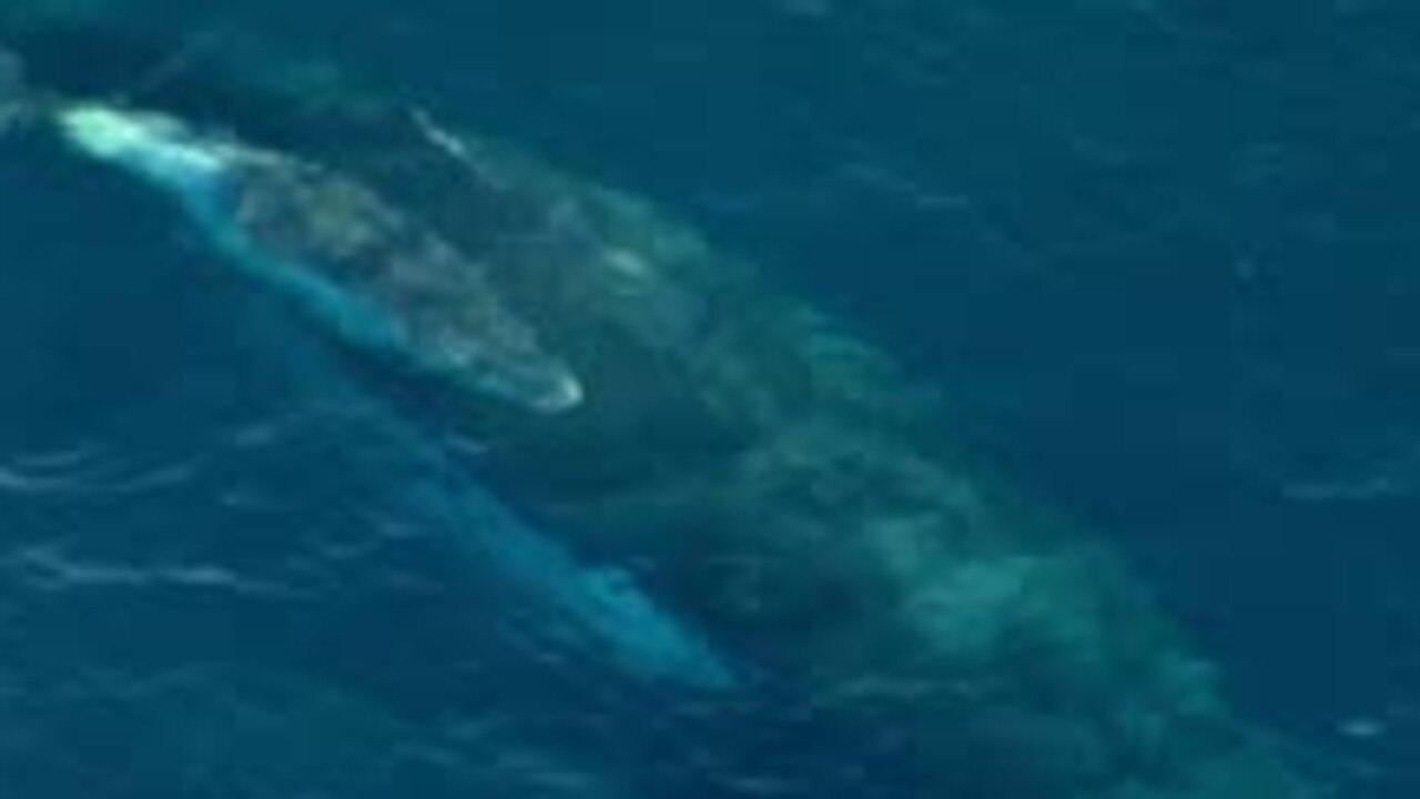 The humpback whale and calf were stuck in a shark net for more than an hour. Picture: 9 News