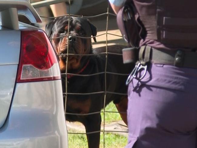 A man was rushed to hospital in a serious condition following a vicious dog attack in Sydney's southwest. Picture: TNV