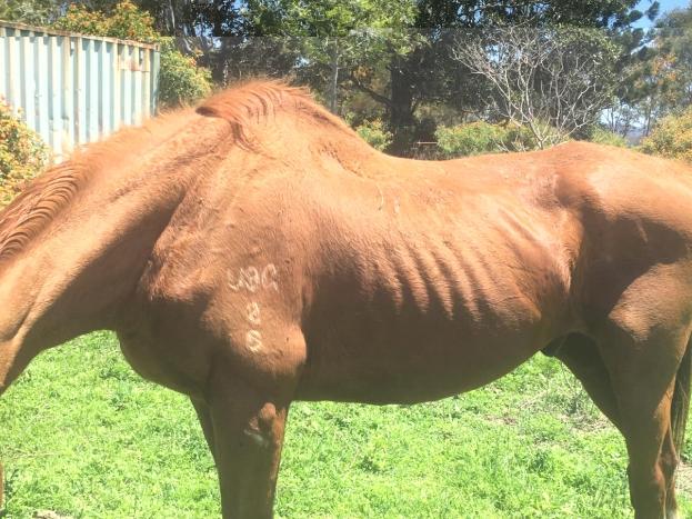 RSPCA Court case against Mayanne Ludwig of Woodhill MILO the horse was still underweight. There was no hay on the property, however there was hard feed and the paddock was greener due to, recent rain. MILO’s feet were trimmed but his teeth had still not been, done.