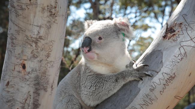 Try to find koalas in your local national park. Or you might be lucky enough to have one visit your backyard.