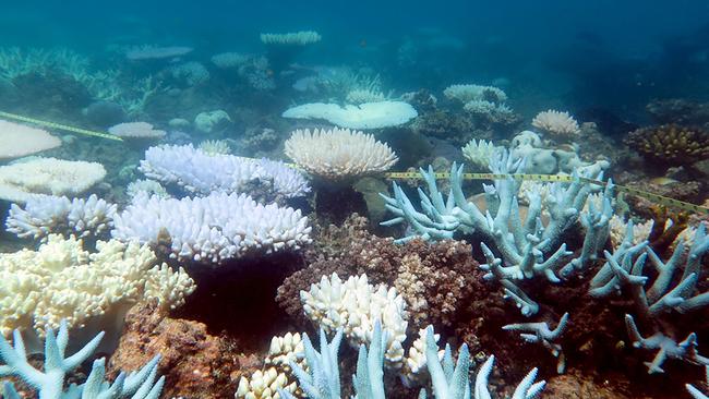 A mass bleaching event of coral on Australia's Great Barrier Reef. Picture: AFP