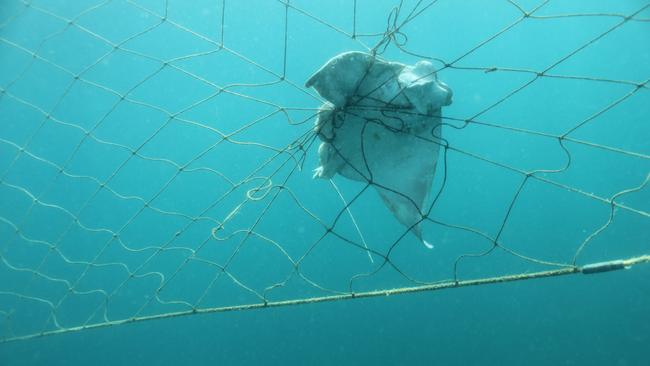 Marine life caught in nets off the Gold Coast. Photo: Sea Shepherd