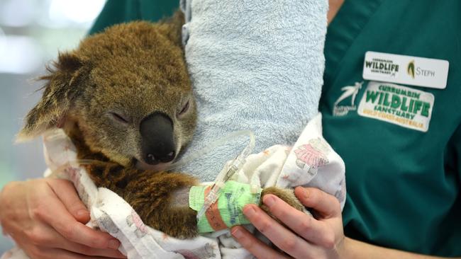 A koala patient at Currumbin Wildlife Hospital. Photo: Steve Holland Photography