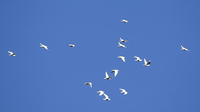 Sixteen doves were released at the service in Larissa’s honour. Picture: AAP/Josh Woning