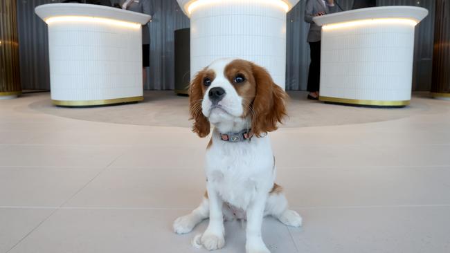 Charli at the reception desk at the Adelaide Oval Hotel. Picture: NCA NewsWire/Kelly Barnes