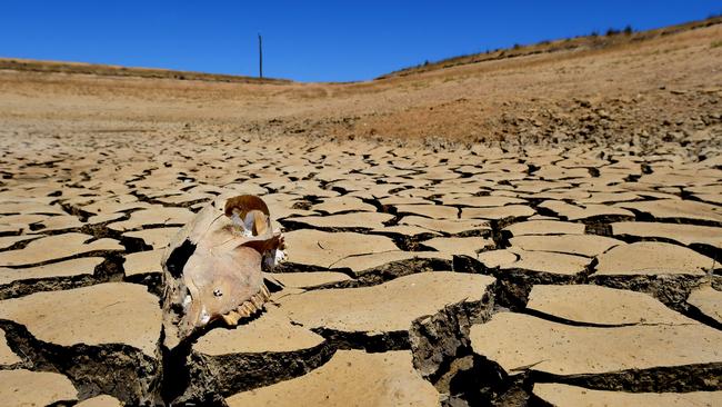 DROUGHT. Weather. Tom & Jenny Small at Tottington, their sheep property near St Arnaud. Dry. WTSocial. Pictured: An animal skull in the base of a dam. Dry dam. No water. PICTURE: ZOE PHILLIPS