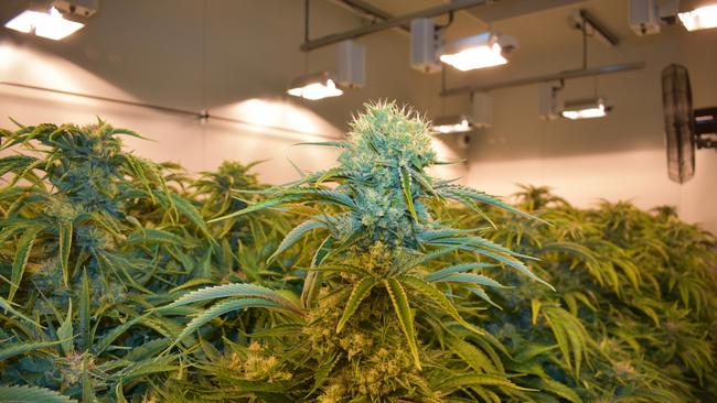 Cannabis growing at a Cann Group facility in Victoria, used for medicinal purposes and research. Picture: Cann Group