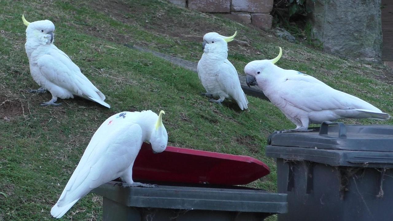 Canny cockatoos in Sydney star in a new scientific study showing off their sophisticated foraging skills. Picture: Dr Barbara Clump/Max Planck Institute.