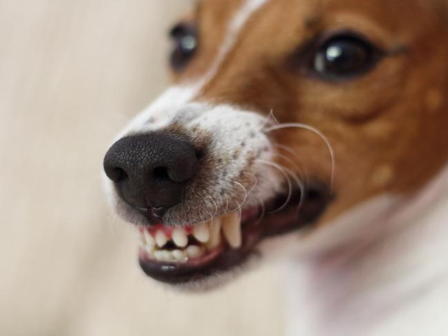 Aggressive dogs come in all shapes and sizes. Picture: iStock