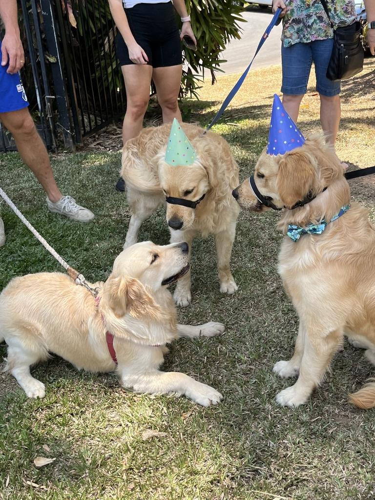 The puppy ‘pawty’ was the first time all 10-pups were reunited after being adopted by various families within the Cairns region. Photos: QPS.