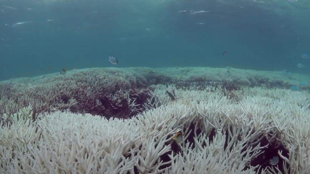 Great Barrier Reef being ‘cooked’ by an ‘underwater bushfire’ that can ...