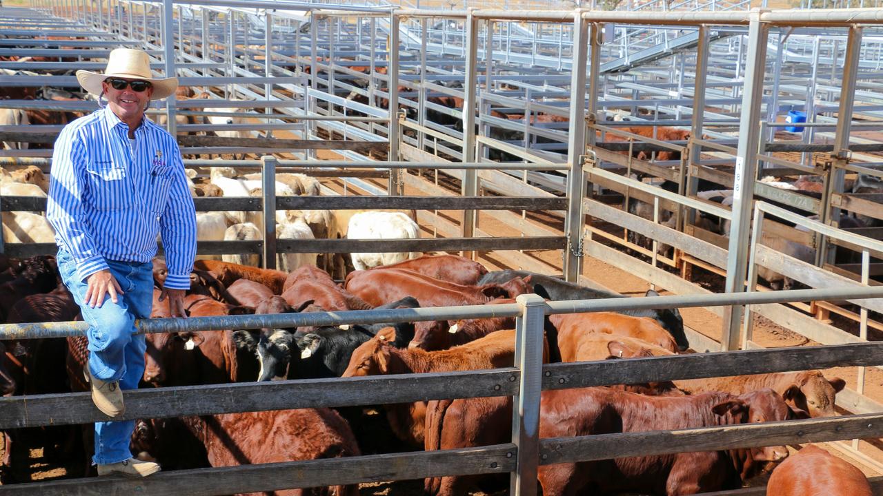 SWQ Cattle: Vealer heifers in high demand | The Weekly Times