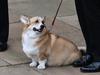 ‘Destroyed me’: Lonely corgis break mourners