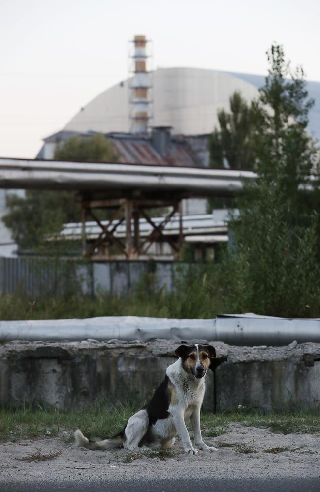 A stray dog stands near the new, giant enclosure that covers devastated reactor number four at the Chernobyl nuclear power plant. Picture: Getty