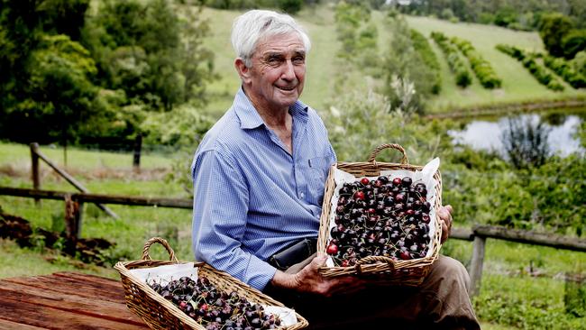 John Maguire with baskets of his plump cherries. Picture: Nikki Short