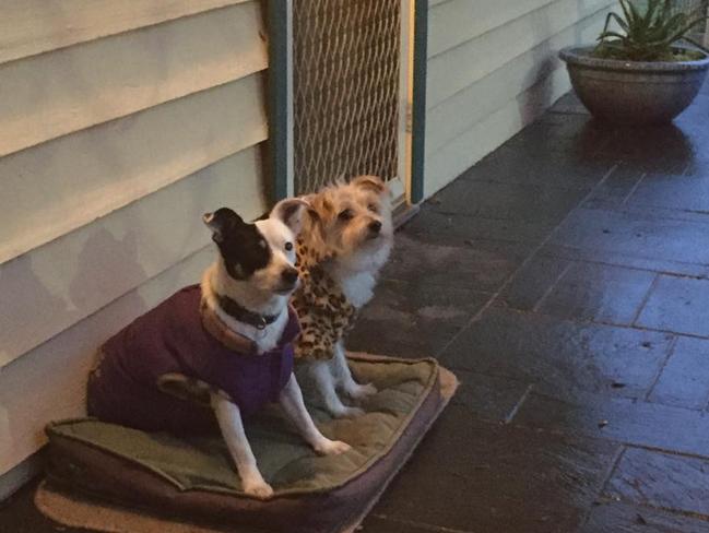 State Labor MP Steve Herbert's dogs Patch (left) and Ted. Picture: Supplied: Facebook