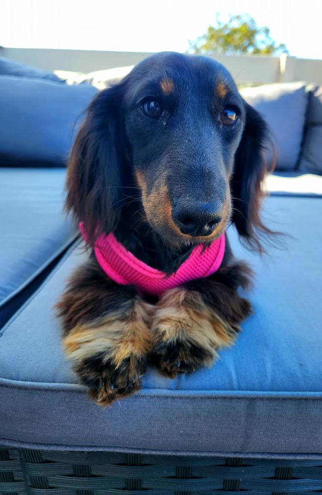 Hopey: JoJo Walsh's 1 year old Dachshund