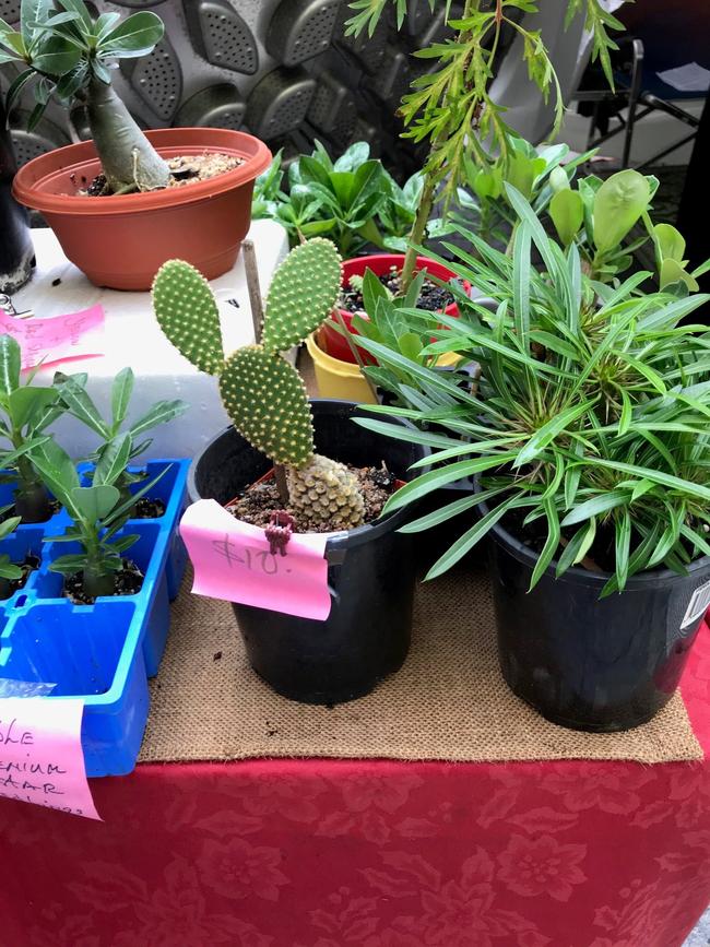 The 'Bunny ears' cactus is among Council's list of banned plants. Picture: supplied