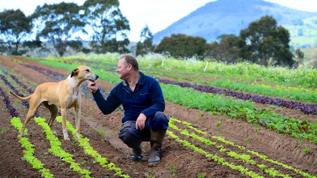 Helping hand: David with his Wolfhound Foxhound cross Eddie.