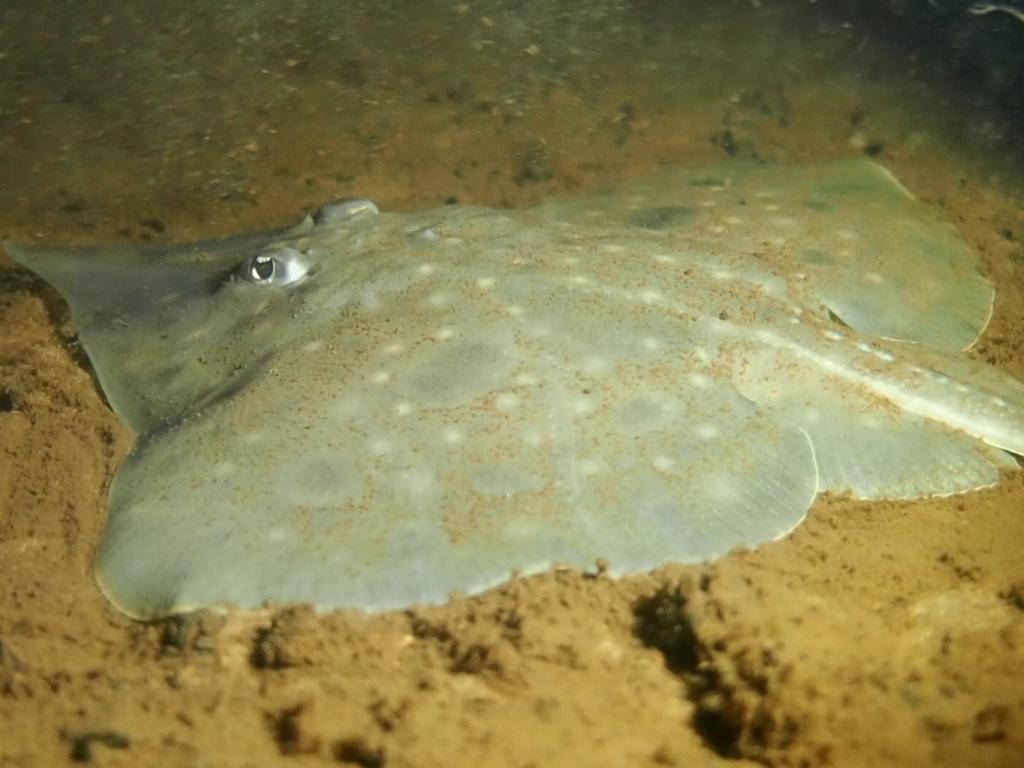 A Maugean skate in Macquarie Harbour.