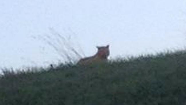 This photo provided by the town council of Montebrain, east of Paris, Thursday, Nov.13, 2014 shows what is described as a tiger. French authorities say a young tiger is on the loose near Disneyland Paris, one of Europe's top tourist destinations, and have urged residents in three towns to stay indoors. (AP Photo/Ville de Montebrain)