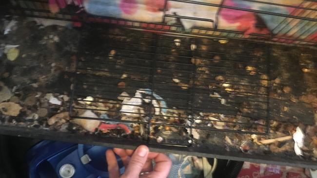 Some 25 pets were found living in filthy conditions in a Caboolture home as their owner struggled to care for them, as well as her ailing mother. Picture: RSPCA