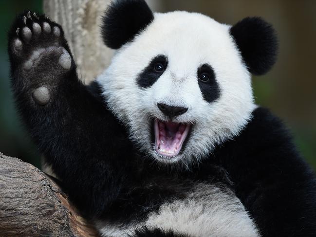 TOPSHOT - One-year-old female giant panda cub Nuan Nuan reacts inside her enclosure during joint birthday celebrations for the panda and its ten-year-old mother Liang Liang at the National Zoo in Kuala Lumpur on August 23, 2016. Giant pandas Liang Liang, aged 10, and her Malaysian-born cub Nuan Nuan, 1, were born on August 23, 2006 and August 18, 2015 respectivetly. / AFP PHOTO / MOHD RASFAN