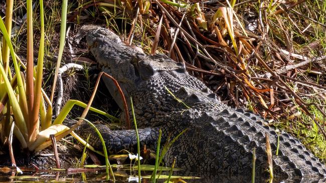 The crocodile lurking below its nest in Jabiru lake. Crocs have an immunity to cane toad poison and eat other pests, including buffalo and feral pigs. Picture: Jon Westaway