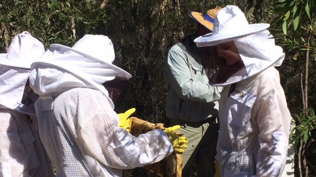 Bee husbandry at Noosa Pengari Steiner School had them sell their own brand of honey at the Children's Fair in 2017.