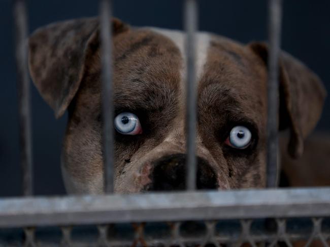 A dog being sheltered at the Pasadena Humane Society. Hundreds of pets have been displaced by the Eaton Fire and many residents have had to shelter their pets at the Pasadena Humane Society. Picture: Justin Sullivan/Getty Images/AFP