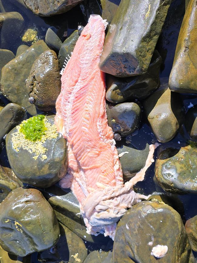 Tasmania’s salmon farms are currently experiencing widespread outbreaks of rickettsia-like organisms. Picture: Bob Brown Foundation