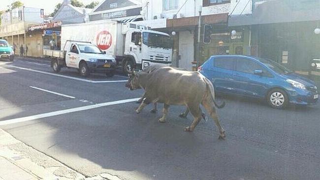 Red Door Productions tweeted this image of the buffalo. Picture: Twitter