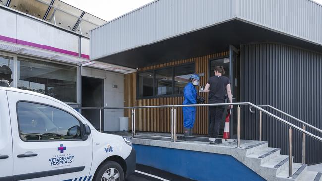 Fire at Tasmanian Veterinary Hospitals Bellerive. Picture: Caroline Tan