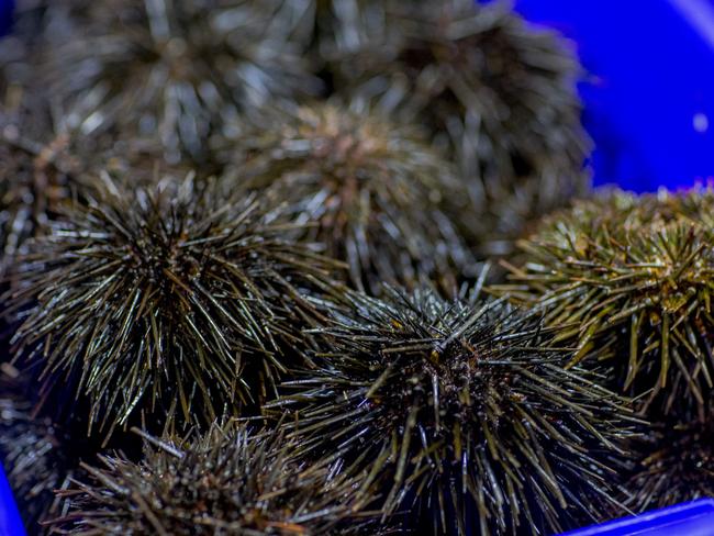 Sea urchins are at peak season during winter. Picture: James Horan