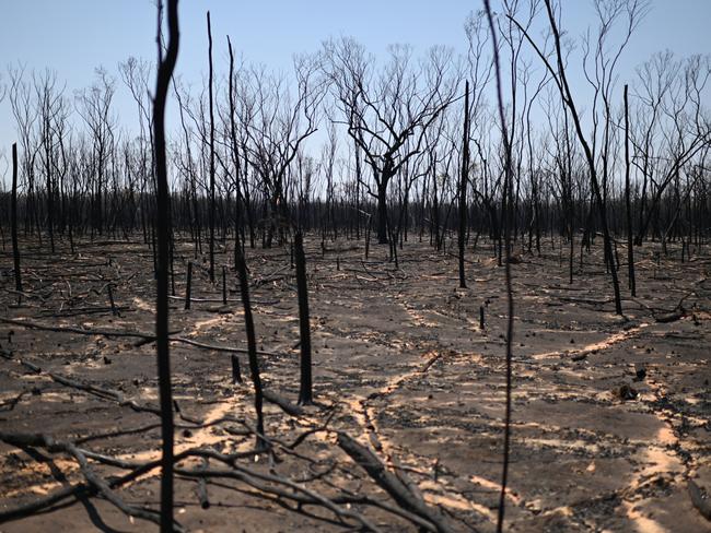 TARA, AUSTRALIA - NewsWire Photos - OCTOBER 31, 2023. A bushfire affected area near Tara, Queensland, about 300 kilometres west of Brisbane. Fire fighters have been battling multiple bushfire in Queensland and NSW. Picture: NCA NewsWire / Dan Peled