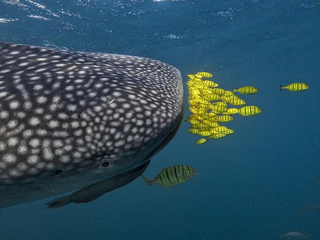Pilots ... During Djibouti’s winter season, juvenile whale sharks aggregate in the coastal waters of the Gulf of Tadjoura. As part of a research team studying these juvenile sharks, I had the opportunity to photograph them and their associated fauna. Here, a school of golden pilot fish accompanies a juvenile whale shark and forms a memorable and colourful line in front of the shark’s mouth. Location: Djibouti. Picture: David Robinson (AE)/Siena International Photo Awards 2016