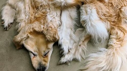 A Melbourne based taxidermist created a pelt out of a family's beloved pooch. Pictures: Facebook/Chimera Taxidermy