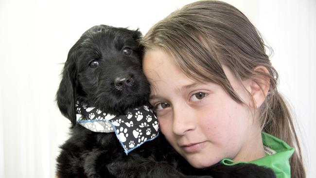 thats been temperament tested out of a litter to be a therapy dog for kids who are being removed from their homes. Esther Wright .