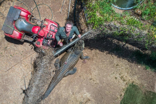 King of the Crocs