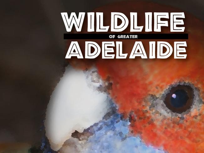 Bugs, bears, pigeons and possums: Hard to find Adelaide wildlife book goes digital