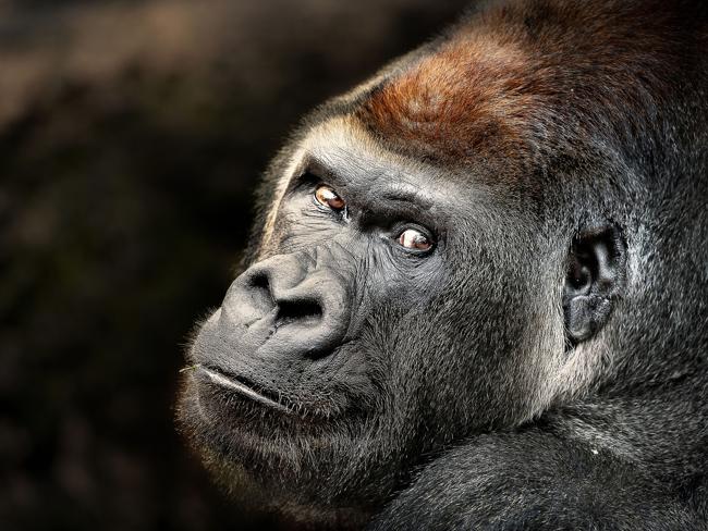 Arthur Xanthopoulos has turned Melbourne Zoo into his second home, and over multiple visits has captured remarkably intimate portraits of his near neighbours. Picture: Supplied