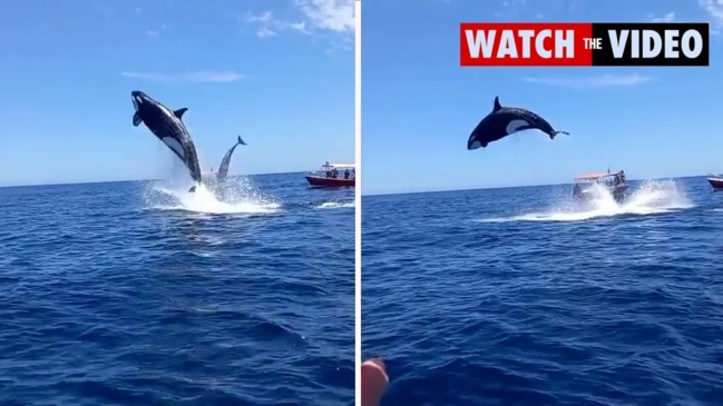 Killer whale's brutal mid-air attack on dolphin