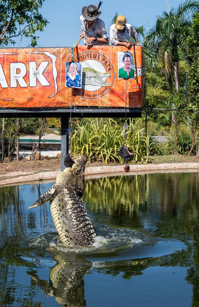 Speckles the psychic croc predicts the 2024 Northern Territory election will swing to Labor leader Eva Lawler. Picture: Pema Tamang Pakhrin