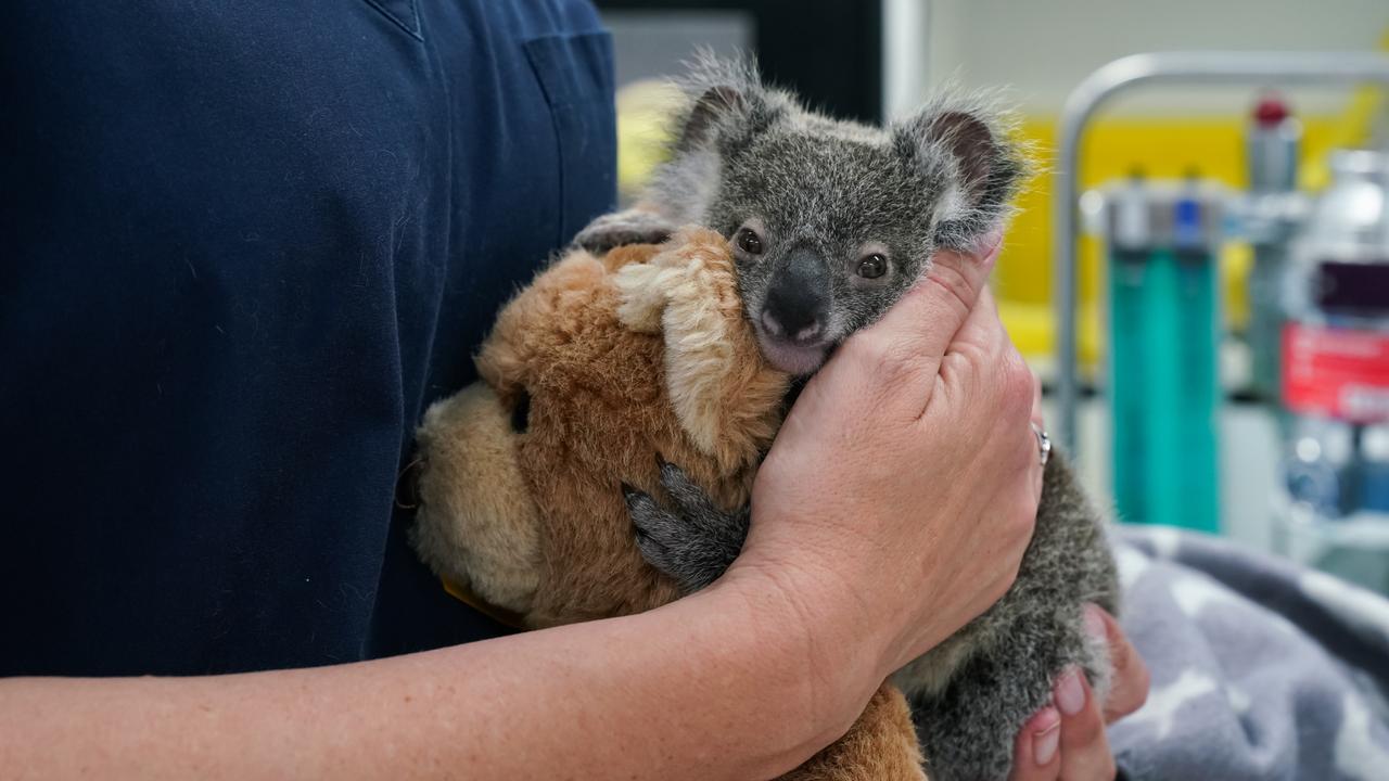 Wildlife ER: RSPCA wildlife vet’s most shocking cases | The Courier Mail