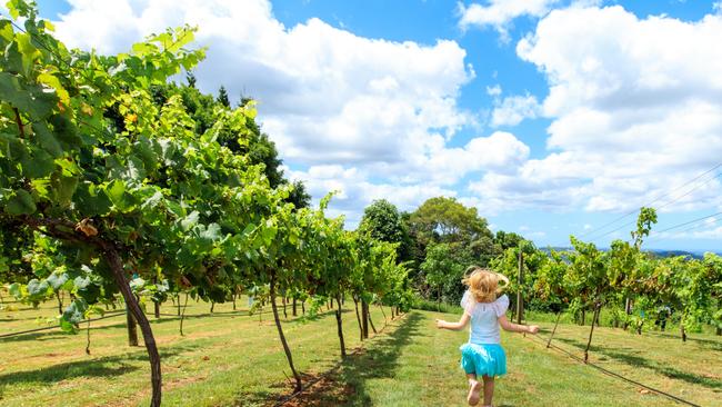 Gold Coast Instagrammer Jules Ingall travelled to the Sunshine Coast to check out some of the regions hidden gems. Pictured: Flame Hill Vineyard, Montville.