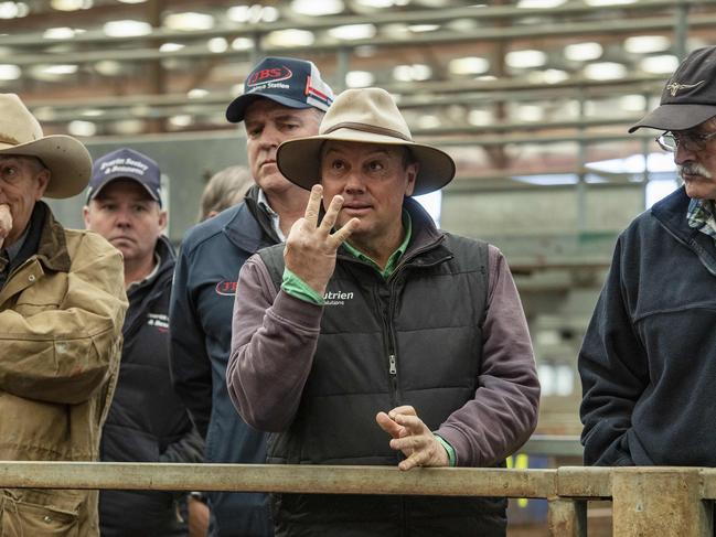 Cattle prices rebound as FMD fears ease