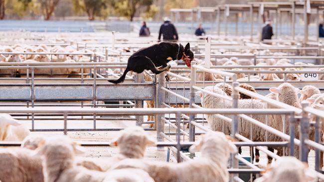 Promising sales: If lamb and mutton can escape the traditional price correction, first-cross ewe sales look set to break records. Picture: Chloe Smith