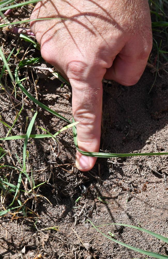 An ant nest. Picture John Gass