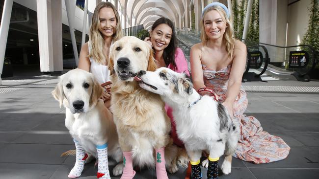 Models Mikaela Schreuder with Buddy, Ava Coburn with Banff and Natalia Kalinowski with Archie at Chadstone. Picture: David Caird