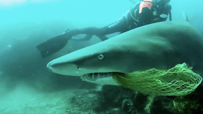 Brave Byron Bay Diver Rescues Shark Caught on Netting From 'Terrible Death'